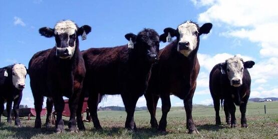SS Stocker Calves Generic